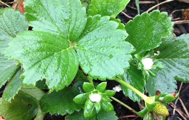 strawberry plant