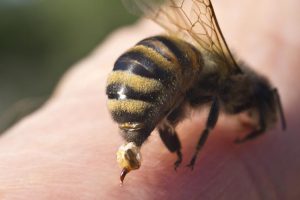Pčelinji otrov ubija ćelije RAKA!!!