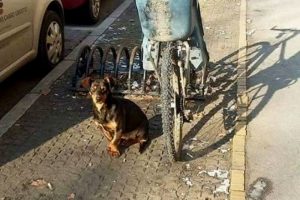 Pas danima sedi pored bicikla i čeka gazdu! (FOTO)