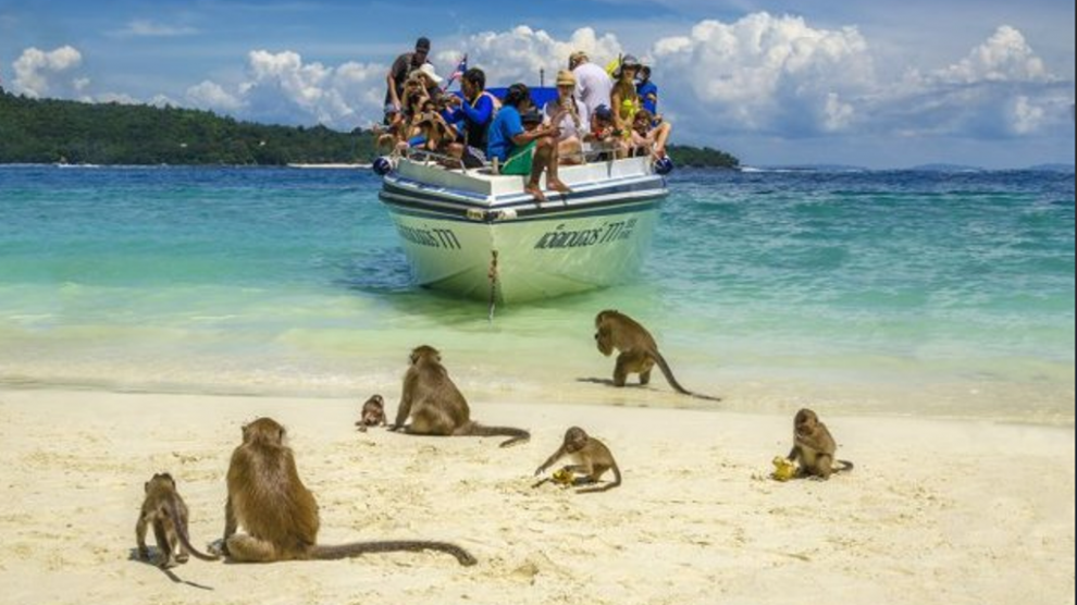 Na tajlandskoj plaži turiste dočekuju prijateljski raspoloženi majmuni