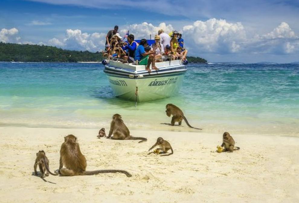 Na tajlandskoj plaži turiste dočekuju prijateljski raspoloženi majmuni