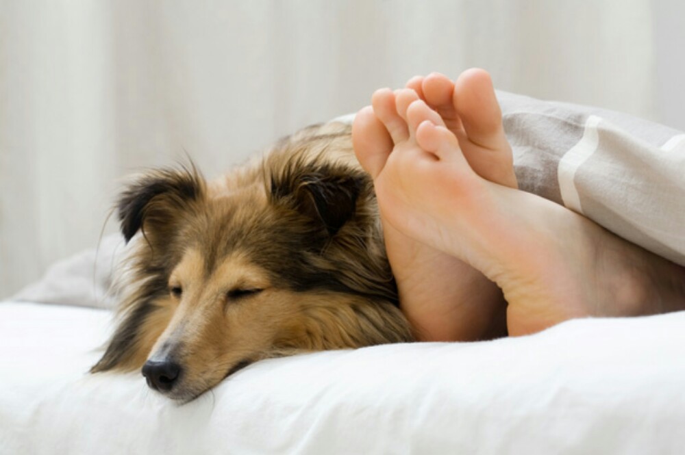 Da li je spavanje sa psom zdravo? Evo odgovora...