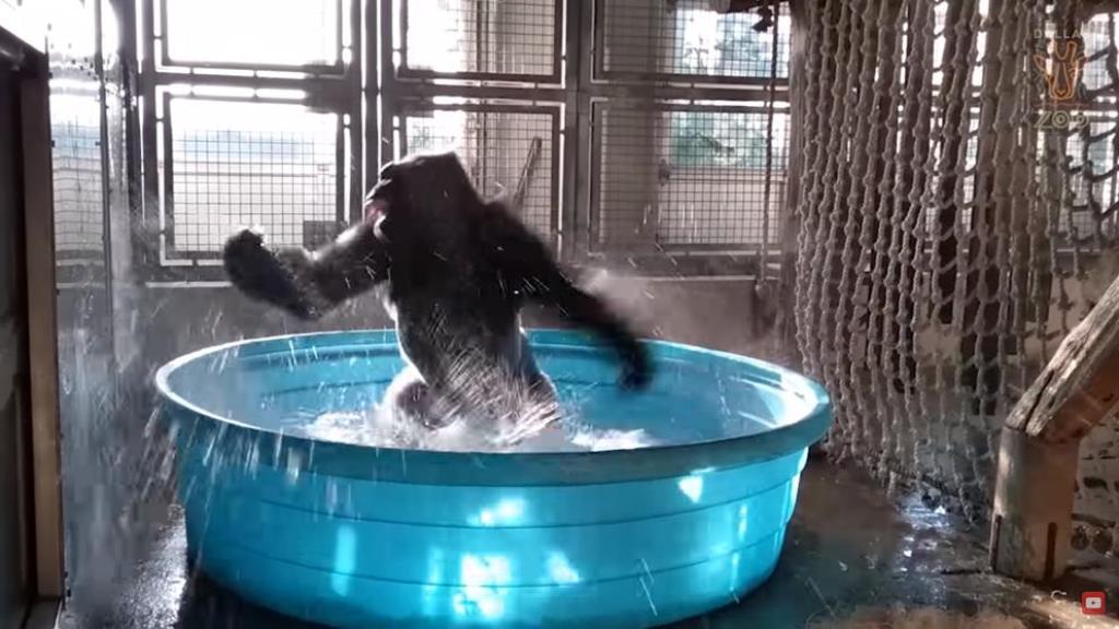 Gorila Zola plesom u bazenu oduševila milione ljudi širom sveta (VIDEO)