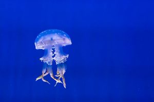 Šta da radiš ako te opeče meduza?