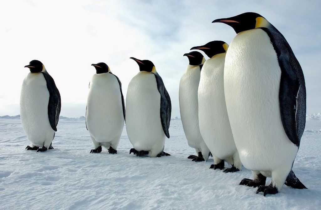 Čile odbacio rudarski projekat vredan milijardu dolara zbog pingvina