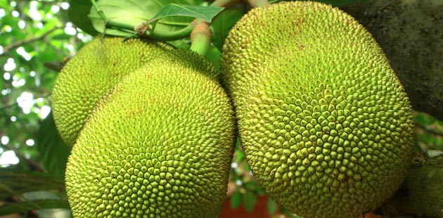 Nangka, egzotično voće iz Azije, moglo bi da reši problem gladi u svetu