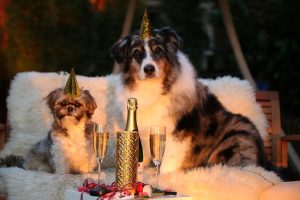 Doček Nove godine – opasan stres za kućne ljubimce!