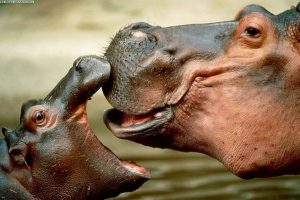 Popularno mladunče nilskog konja Fiona slavi prvi rodjendan