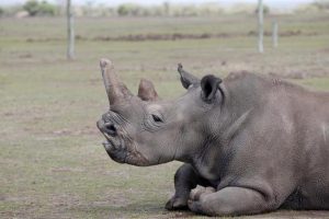 Uginuo poslednji mužjak severnog belog nosoroga na svetu