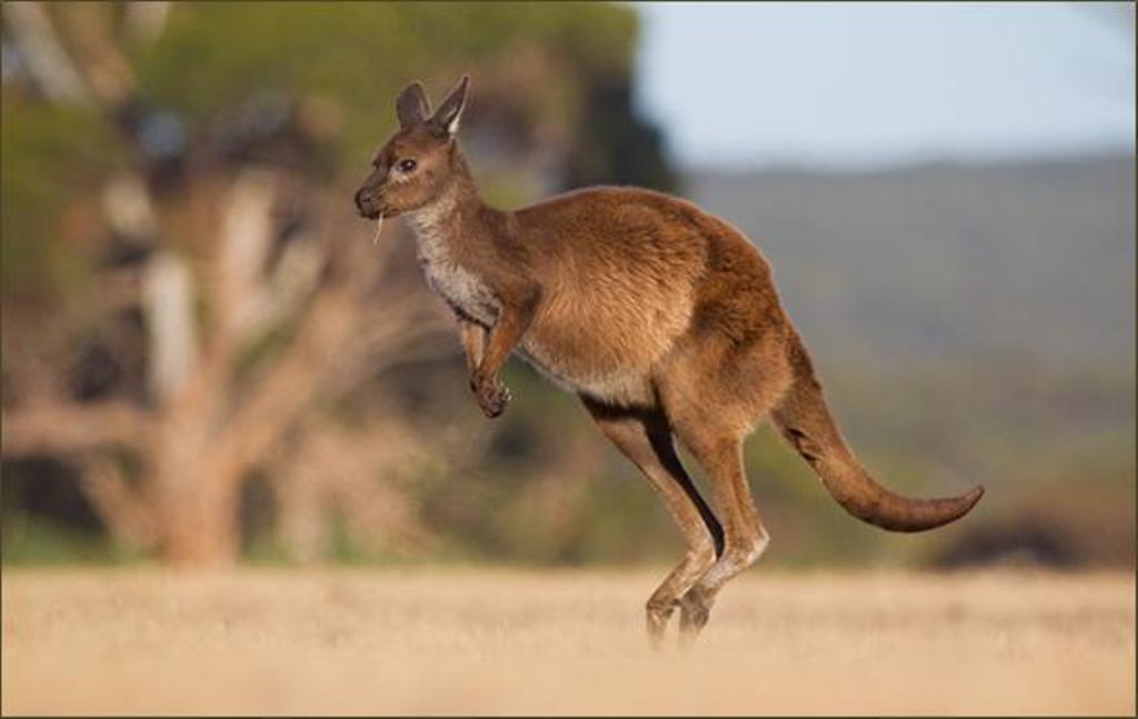 Uginuo kengur u zoo vrtu u Kini - posetioci ga gadjali kamenicama da bi skakao