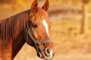 Sanovnik konj – Šta znači sanjati konja
