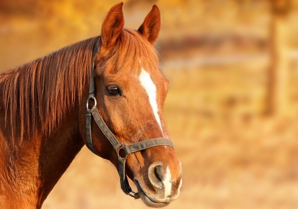Sanovnik konj – Šta znači sanjati konja