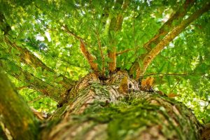 Jedno drvo stvara dovoljno kiseonika za ČETIRI OSOBE! Ovo su razlozi zašto bi trebalo da zasadite drvo u vašoj bašti ili okolini