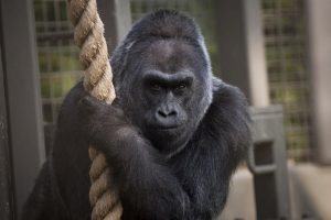 Uginula gorila Koko, koja se sporazumevala znakovnim jezikom