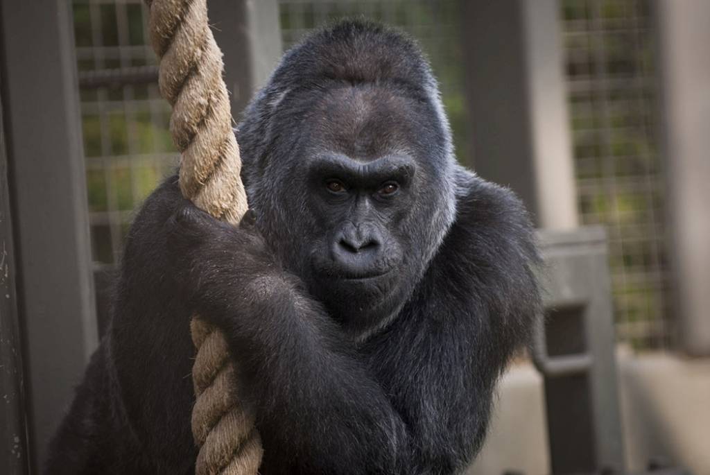 Uginula gorila Koko, koja se sporazumevala znakovnim jezikom