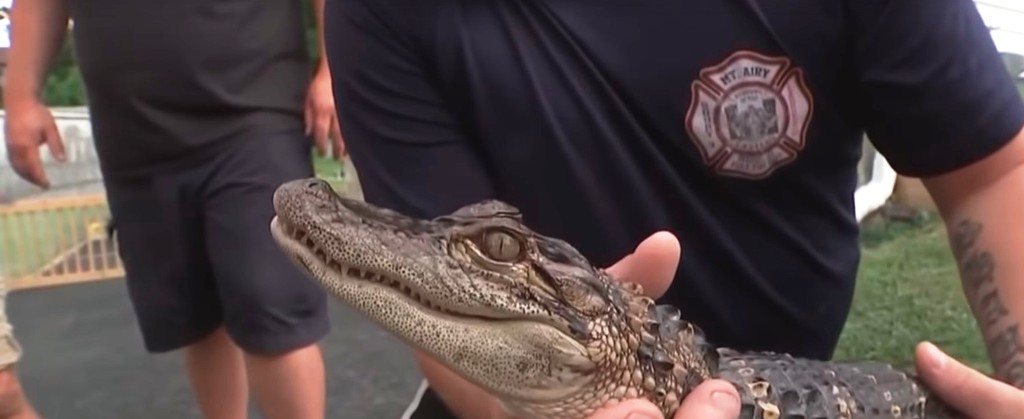 Žena pronašla aligatora u svom dvorištu