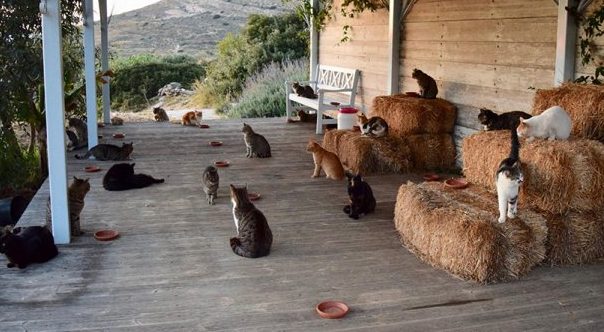 Posao iz snova nalazi se na prelepom grčkom ostrvu: Jedini uslov je da volite mačke jer će vam društvo praviti njih 55 (FOTO)