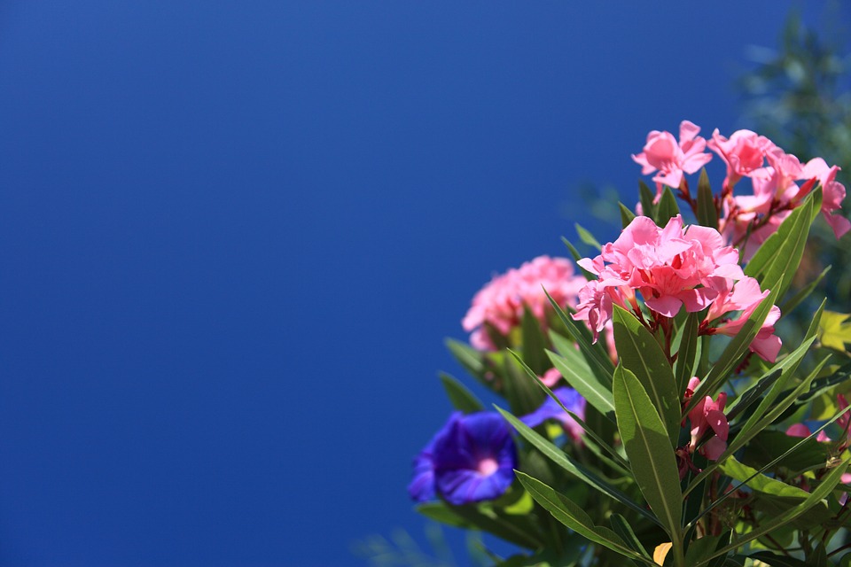 OPASAN LEPOTAN: ukrasni oleander jedna je od najotrovnijih, ali omiljenih baštenskih biljaka