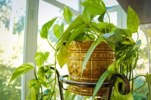 Sprečite disajne probleme: 5 sobnih biljaka koje isušuju i(li) vlaže vazduh