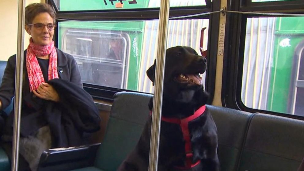 Sve je više pasa u javnom prevozu: Ne jedu beli luk, ne pričaju šta su kupili, ne psuju i ne stavljaju šapu na tuđe sedište