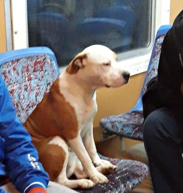 Sve je više pasa u javnom prevozu: Ne jedu beli luk, ne pričaju šta su kupili, ne psuju i ne stavljaju šapu na tuđe sedište 