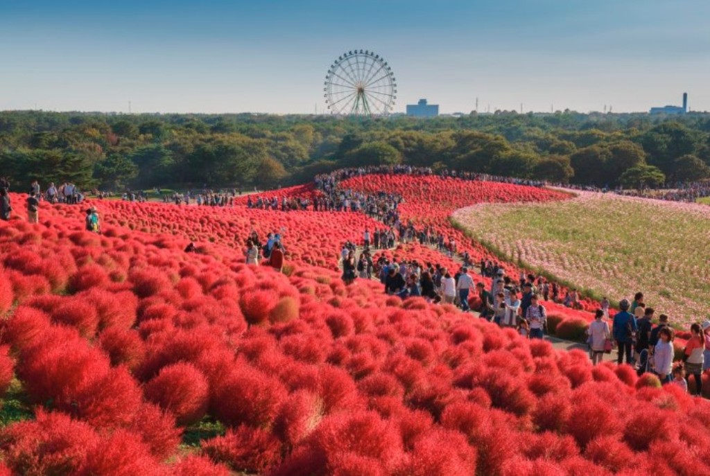 Hitači park - Cvetni raj u Japanu!