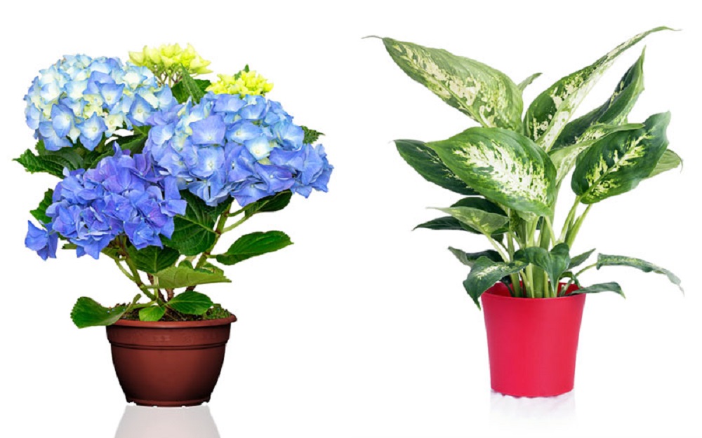 Tri sobne biljke koje baš NE VOLE ZIMU: Kako da opstanu do proleća?
