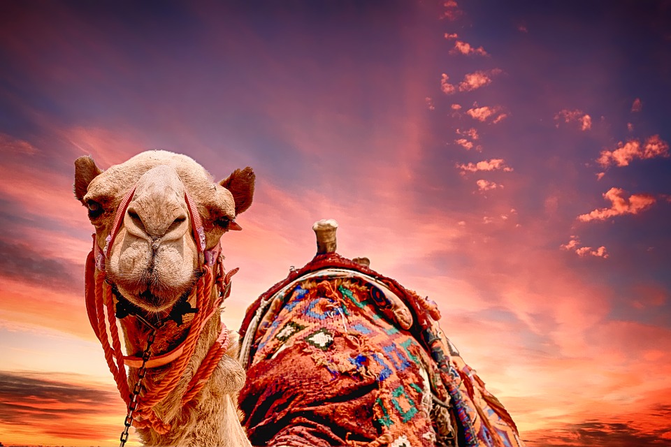 Opština Lebane kupuje dve kamile