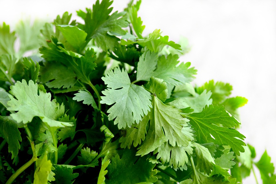 cilantro 1287301 960 720