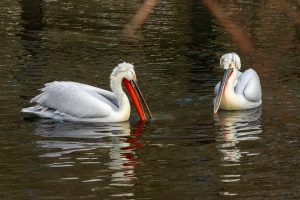 Kudravi pelikani posle 100 godina ponovo stigli na Dunav (VIDEO)