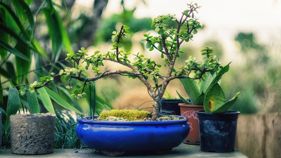 Ukarli im vredan bonsai: Molimo da ga redovno zalivaju