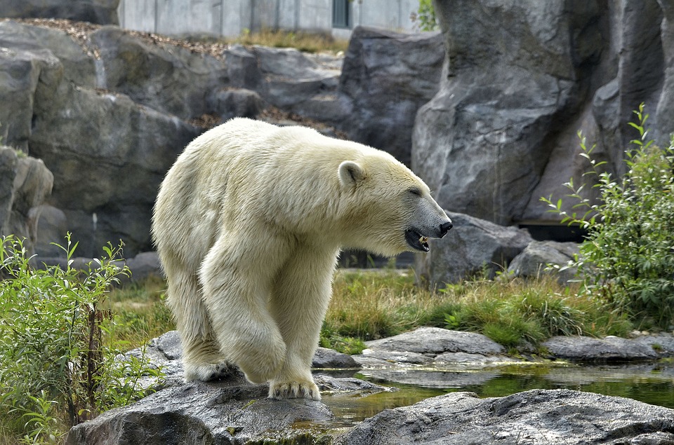 Vanredno stanje u Rusiji: Masovna invazija polarnih medveda
