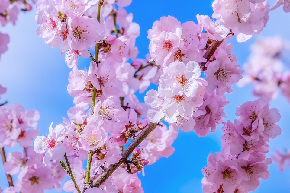 Uživajte u prelepim prizorima cvetanja trešnje širom sveta!