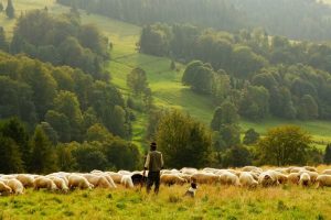 Radite kao pastir 35 sati nedeljno za 25.000e!