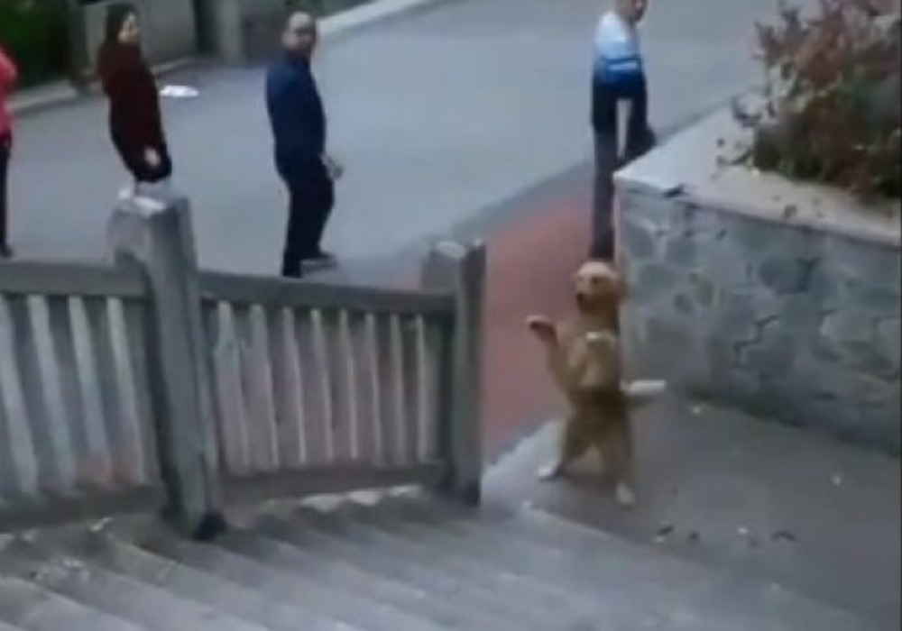 Pas stao na zadnje šape, a onda učinio nešto zbog čega su prolaznici OSTALI U NEVERICI! (VIDEO)