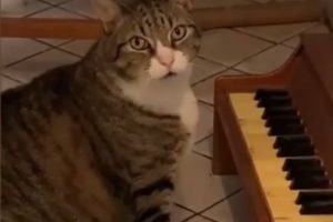 NORA je HIT na Instagramu, jer odsvira "Gladnu sonatu" kada TRAŽI hranu! (VIDEO)