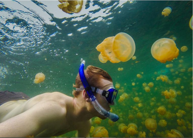 jezero meduza