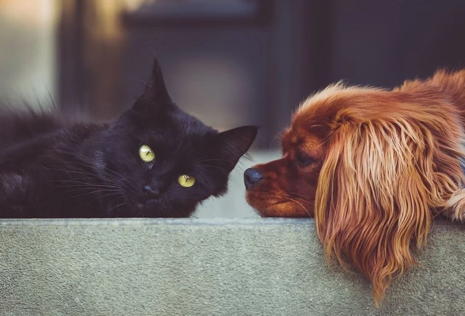 Da li su inteligentniji psi ili mačke? Evo šta kažu naučnici