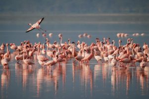 flamingosi