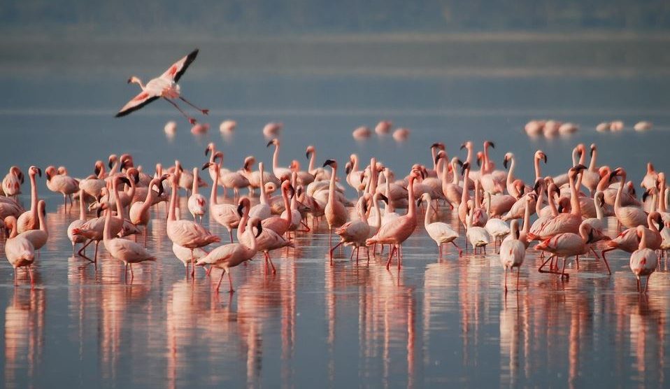 flamingosi