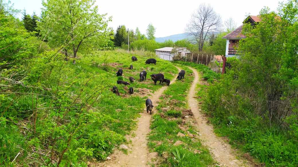 JEDINSTVENA SVINJARIJA: PALMIN PULEN SA KRDOM SVINJA NAPADA MEŠTANE CRNE TRAVE!