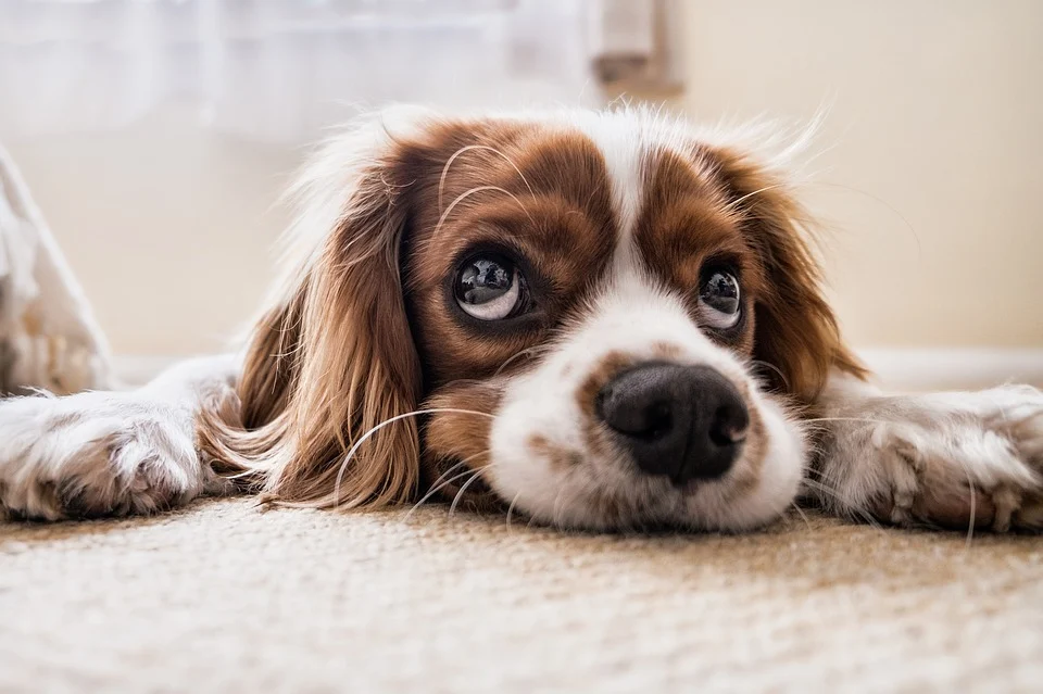 cocker spaniel 2785074 960 720