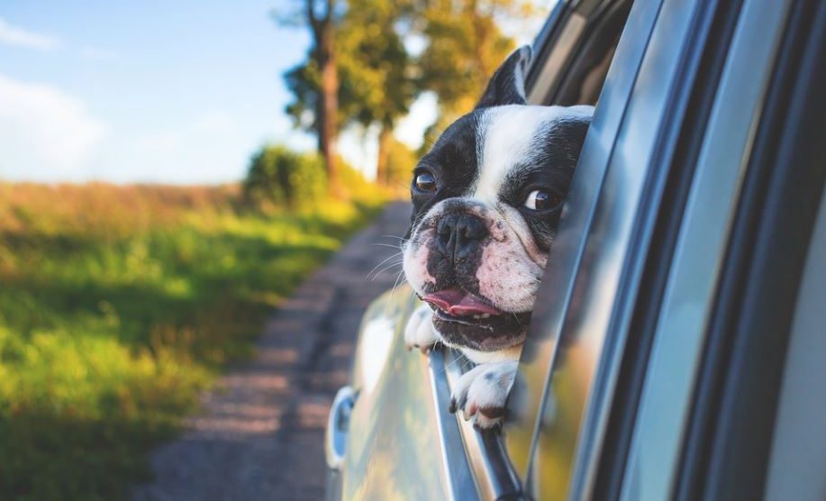 Letovanje sa psom: Potrebni papiri za put i saveti veterinara