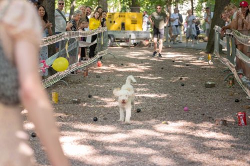 Završen festival “Ulični psi” na Kalemegdanu