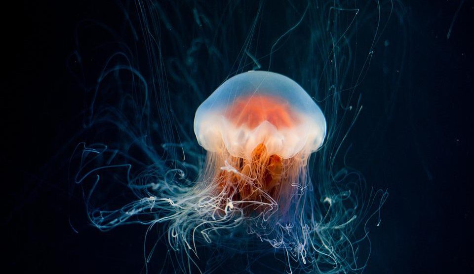 Ako vas meduza opeče na ovom mestu na telu, potrebno je odmah reagovati