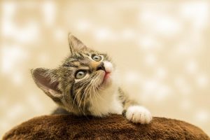 Mačke su idealni ljubimci: Leče nesanicu, smanjuju nervozu...
