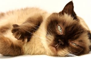 Zašto mačke obožavaju da spavaju kod vlasnika