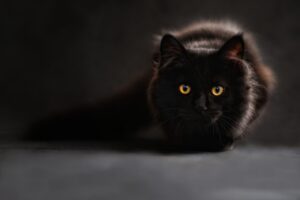 Da li crne mačke zaista donose LOŠU SREĆU?