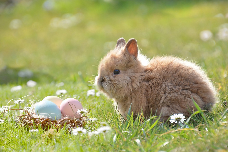 Evo kako je ZEKA koji donosi slatkiše i jaja postao simbol Uskrsa!