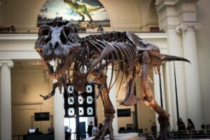 Životinje: Naučnici otkrili šta je poslednje jeo tiranosaurus